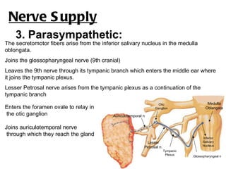 Nerve S upply
    3. Parasympathetic:
The secretomotor fibers arise from the inferior salivary nucleus in the medulla
oblongata.
Joins the glossopharyngeal nerve (9th cranial)
Leaves the 9th nerve through its tympanic branch which enters the middle ear where
it joins the tympanic plexus.
Lesser Petrosal nerve arises from the tympanic plexus as a continuation of the
tympanic branch
                                                                     Otic                      Medulla
Enters the foramen ovale to relay in                               Ganglion                   Oblangata
the otic ganglion                          .Auriculotemporal n


Joins auriculotemporal nerve
 through which they reach the gland
                                                                                            Inferior
                                                              Lesser                        Salivary
                                                                                            Nucleus
                                                             Petrosal n.
                                                                           Tympanic
                                                                            Plexus    .Glossopharyngeal n
 