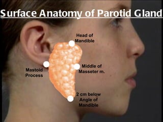 S urface A natomy of Parotid G land

                Head of
                Mandible




                  Middle of
     Mastoid     Masseter m.
     Process



                2 cm below
                 Angle of
                 Mandible
 