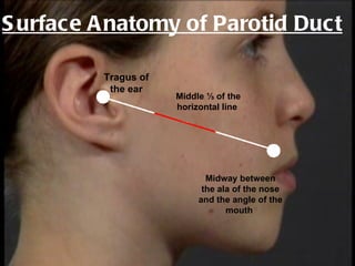 S urface A natomy of Parotid Duct

         Tragus of
          the ear
                     Middle ⅓ of the
                     horizontal line




                            Midway between
                           the ala of the nose
                          and the angle of the
                                 mouth
 