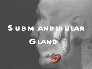 S u b m and ib u lar
      G land
 