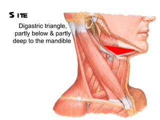 S ite
  Digastric triangle,
 partly below & partly
deep to the mandible
 