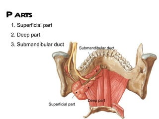 P arts
 1. Superficial part
 2. Deep part
 3. Submandibular duct
                                     Submandibular duct




                                         Deep part
                  Superficial part
 