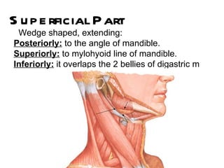 S u p e rficial P art
 Wedge shaped, extending:
Posteriorly: to the angle of mandible.
Superiorly: to mylohyoid line of mandible.
Inferiorly: it overlaps the 2 bellies of digastric m
 