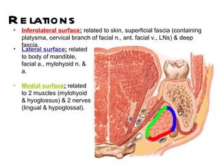 R e lations
•   Inferolateral surface: related to skin, superficial fascia (containing
    platysma, cervical branch of facial n., ant. facial v., LNs) & deep
    fascia.
•   Lateral surface: related
    to body of mandible,
    facial a., mylohyoid n. &
    a.

•   Medial surface: related
    to 2 muscles (mylohyoid
    & hyoglossus) & 2 nerves
    (lingual & hypoglossal).
 
