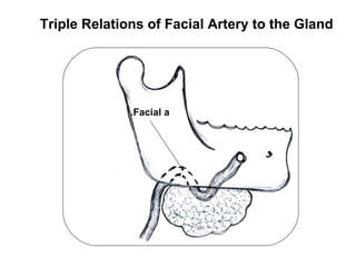 Triple Relations of Facial Artery to the Gland




              .Facial a
 