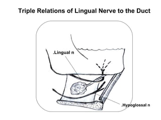 Triple Relations of Lingual Nerve to the Duct




           .Lingual n




                                   .Hypoglossal n
 