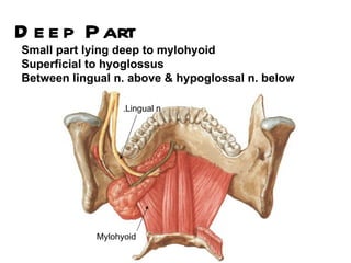 D e e p P art
Small part lying deep to mylohyoid
Superficial to hyoglossus
Between lingual n. above & hypoglossal n. below

                  .Lingual n




            Mylohyoid
 