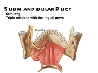 S u b m and ib u lar D u ct
5cm long
Triple relations with the lingual nerve


                   .Lingual n
 