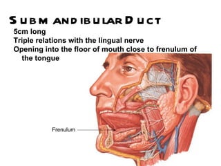 S u b m and ib u lar D u ct
5cm long
Triple relations with the lingual nerve
Opening into the floor of mouth close to frenulum of
  the tongue




          Frenulum
 