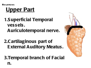 R e lations

   Upper Part
 1.S uperficial Temporal
   ves s els .
   A uriculotemporal nerve.

 2.C artilaginous part of
   E xternal A uditory Meatus .

 3.Temporal branc h of Facial
   n.
 