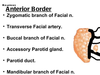 R e lations
  A nterior B order
• Zygomatic branch of Facial n.

• Transverse Facial artery.

• Buccal branch of Facial n.

• Accessory Parotid gland.

• Parotid duct.

• Mandibular branch of Facial n.
 