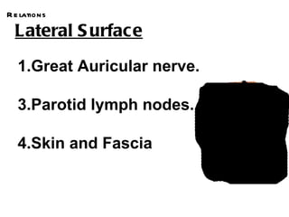 R e lations

  Lateral S urface
   1.Great Auricular nerve.

   3.Parotid lymph nodes.

   4.Skin and Fascia
 