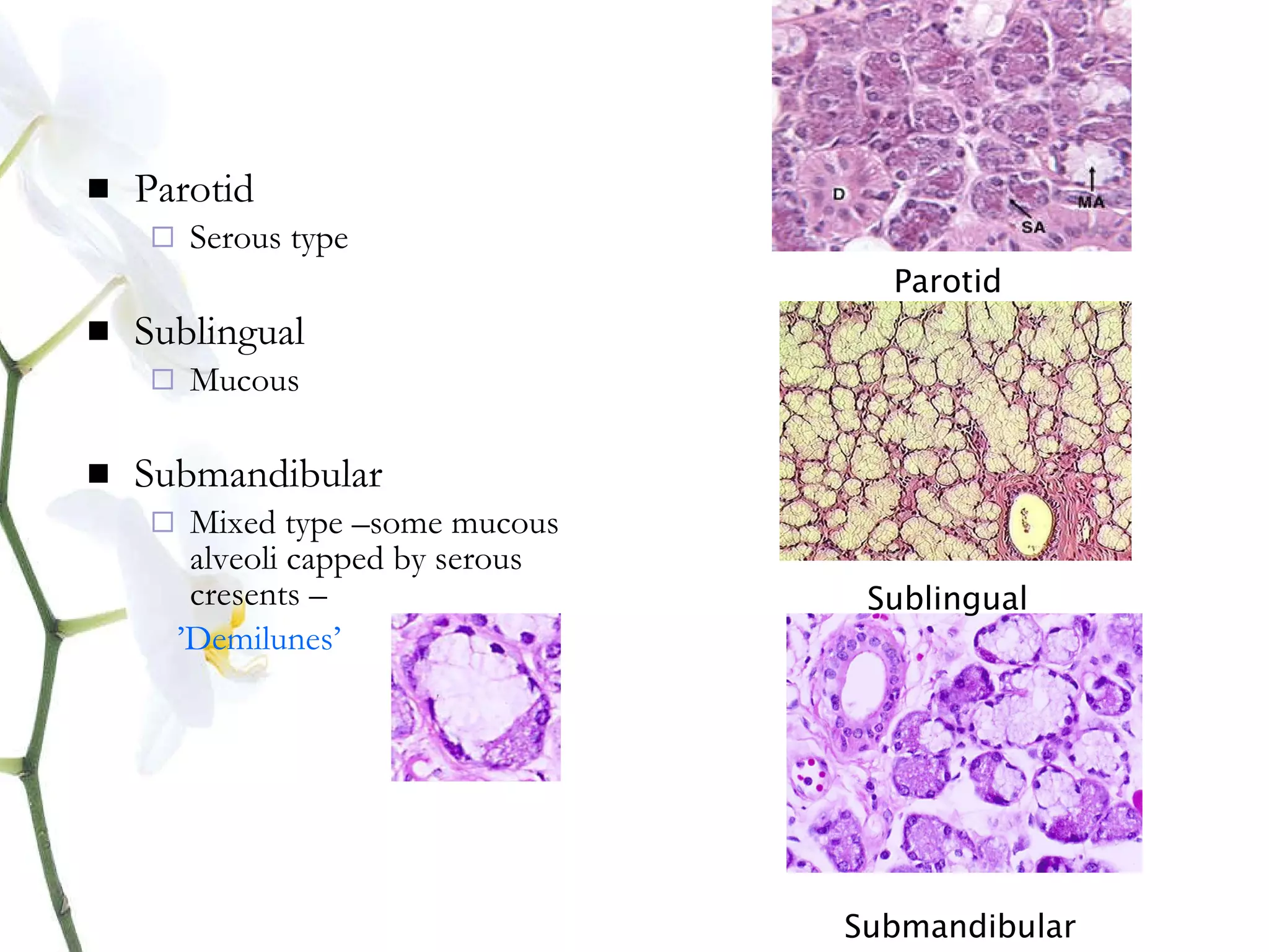 Saliva Types Salivary glands 1.pdf