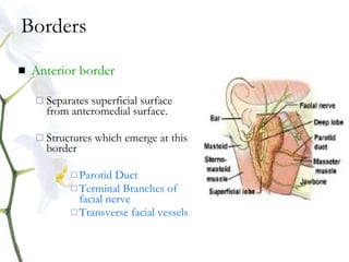 Borders
 Anterior border
 Separates superficial surface
from anteromedial surface.
 Structures which emerge at this
border
 Parotid Duct
 Terminal Branches of
facial nerve
 Transverse facial vessels
 