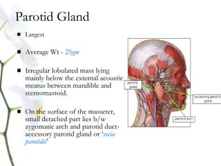 Parotid Gland
 Largest
 Average Wt - 25gm
 Irregular lobulated mass lying
mainly below the external acoustic
meatus between mandible and
sternomastoid.
 On the surface of the masseter,
small detached part lies b/w
zygomatic arch and parotid duct-
accessory parotid gland or ‘socia
parotidis’
 
