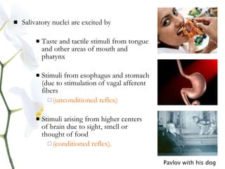  Salivatory nuclei are excited by
 Taste and tactile stimuli from tongue
and other areas of mouth and
pharynx
 Stimuli from esophagus and stomach
(due to stimulation of vagal afferent
fibers
 (unconditioned reflex)
 Stimuli arising from higher centers
of brain due to sight, smell or
thought of food
 (conditioned reflex).
Pavlov with his dog
 