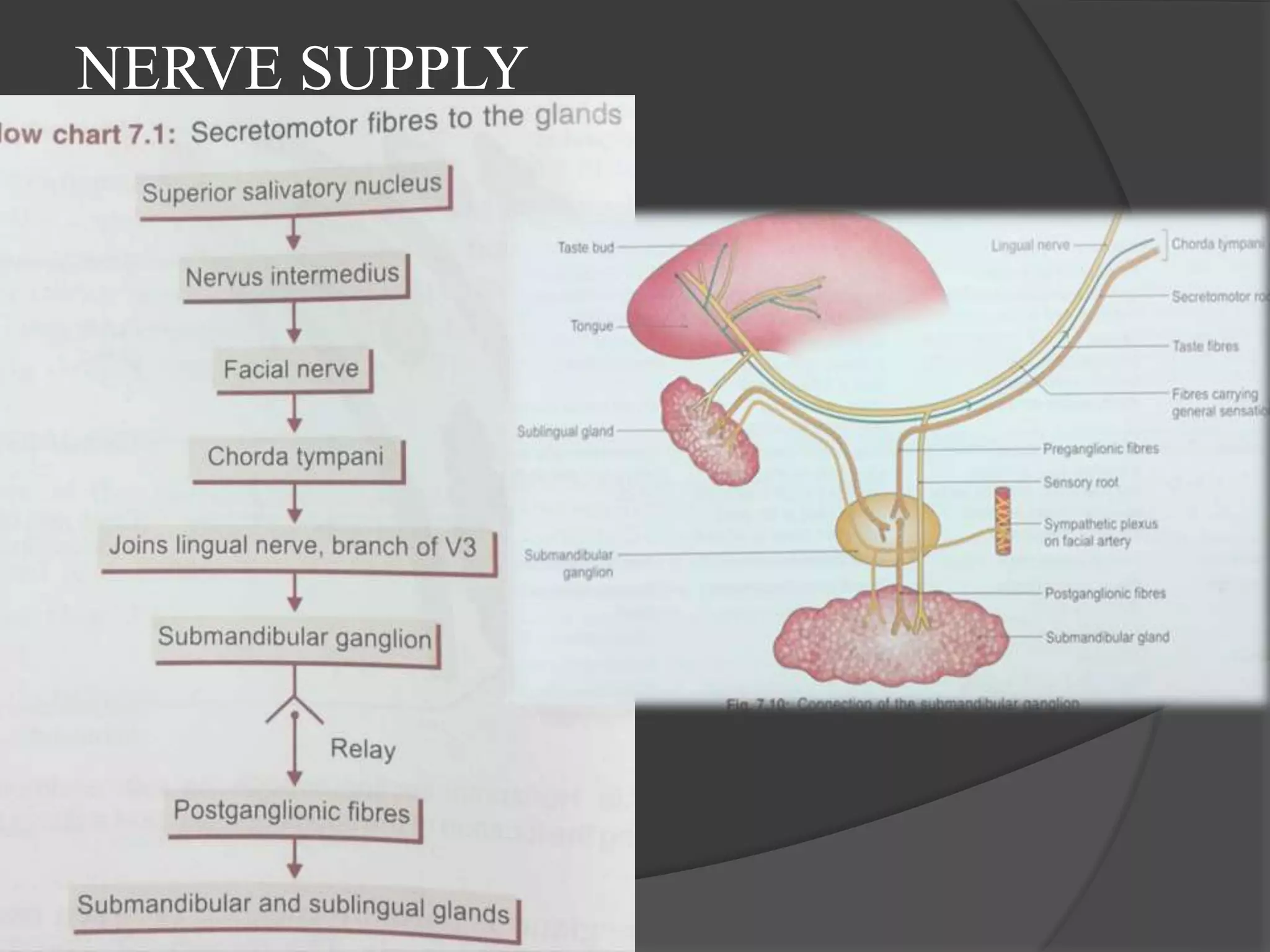 Salivary glands and saliva | PPTX