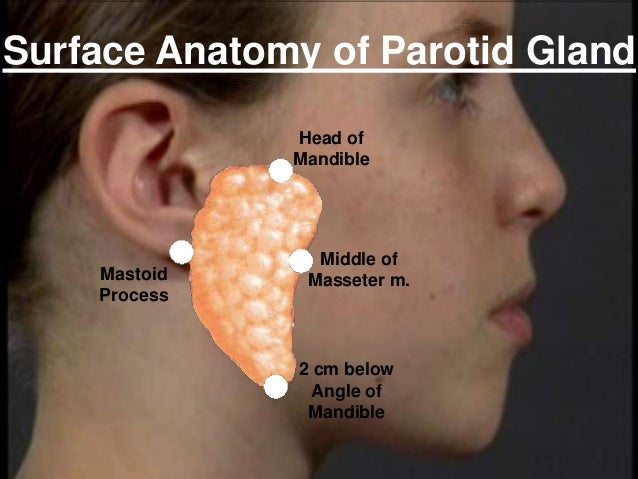 Salivary glands antomy