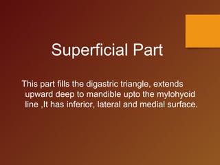 Superficial Part
This part fills the digastric triangle, extends
upward deep to mandible upto the mylohyoid
line ,It has inferior, lateral and medial surface.
 