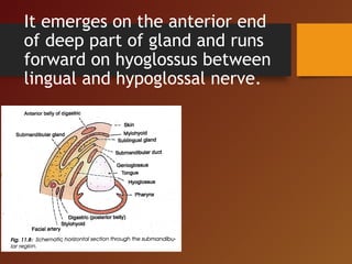 It emerges on the anterior end
of deep part of gland and runs
forward on hyoglossus between
lingual and hypoglossal nerve.
 