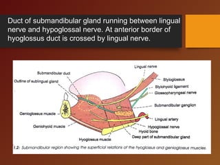 Duct of submandibular gland running between lingual
nerve and hypoglossal nerve. At anterior border of
hyoglossus duct is crossed by lingual nerve.
 