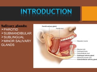Salivary glands:
PAROTID
SUBMANDIBULAR
SUBLINGUAL
MINOR SALIVARY
GLANDS
 