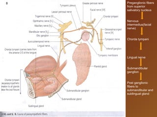 Preganglionic fibers
from superior
salivatory nucleus
Nervous
intermedius(facial
nerve)
Chorda tympani
Lingual nerve
Submandibular
ganglion
Post ganglionic
fibers to
submandibular and
sublingual gland
 