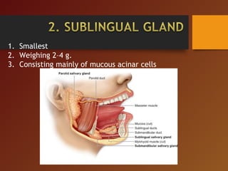 1. Smallest
2. Weighing 2–4 g.
3. Consisting mainly of mucous acinar cells
 