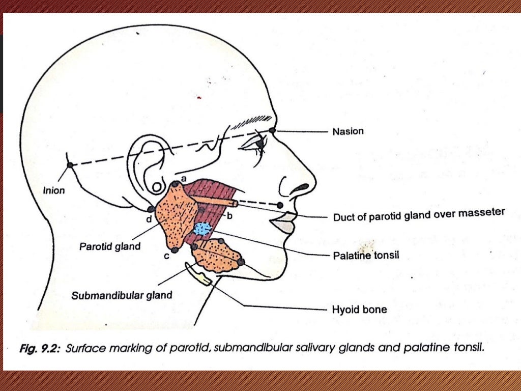 Submandibular Salivary Glands Antomy