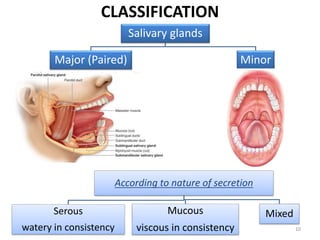 CLASSIFICATION
Salivary glands
Major (Paired) Minor
10
According to nature of secretion
Serous
watery in consistency
Mucous
viscous in consistency
Mixed
 