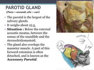 PAROTID GLAND
• The parotid is the largest of the
salivary glands.
• It weighs about 25 g,
• Situation : Below the external
acoustic meatus, between the
ramus of the mandible and the
sternocleidomastoid.
• The gland also overlaps the
masseter muscle. A part of this
forward extension is often
detached, and is known as the
Accessory Parotid.
11
(Para = around; otic = ear)
 