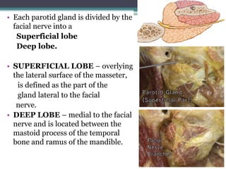 • Each parotid gland is divided by the
facial nerve into a
Superficial lobe
Deep lobe.
• SUPERFICIAL LOBE – overlying
the lateral surface of the masseter,
is defined as the part of the
gland lateral to the facial
nerve.
• DEEP LOBE – medial to the facial
nerve and is located between the
mastoid process of the temporal
bone and ramus of the mandible.
12
 