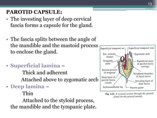 PAROTID CAPSULE:
• The investing layer of deep cervical
fascia forms a capsule for the gland.
• The fascia splits between the angle of
the mandible and the mastoid process
to enclose the gland.
• Superficial lamina –
Thick and adherent
Attached above to zygomatic arch
• Deep lamina –
Thin
Attached to the styloid process,
the mandible and the tympanic plate.
13
 