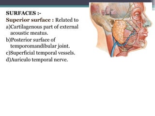 SURFACES :-
Superior surface : Related to
a)Cartilagenous part of external
acoustic meatus.
b)Posterior surface of
temporomandibular joint.
c)Superficial temporal vessels.
d)Auriculo temporal nerve.
15
 