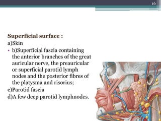 Superficial surface :
a)Skin
• b)Superficial fascia containing
the anterior branches of the great
auricular nerve, the preauricular
or superficial parotid lymph
nodes and the posterior fibres of
the platysma and risorius;
c)Parotid fascia
d)A few deep parotid lymphnodes.
16
 