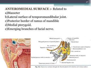 ANTEROMEDIAL SURFACE :- Related to
a)Masseter
b)Lateral surface of temporomandibular joint.
c)Posterior border of ramus of mandible
d)Medial pterygoid.
e)Emerging branches of facial nerve.
17
 