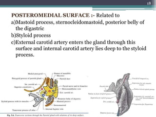 POSTEROMEDIAL SURFACE :- Related to
a)Mastoid process, sternocleidomastoid, posterior belly of
the digastric
b)Styloid process
c)External carotid artery enters the gland through this
surface and internal carotid artery lies deep to the styloid
process.
18
 