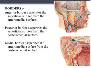 BORDERS :-
Anterior border : seperates the
superficial surface from the
anteromedial surface.
Posterior border : seperates the
superficial surface from the
posteromedial surface.
Medial border : seperates the
anteromedial surface from the
posteromedial surface.
19
 