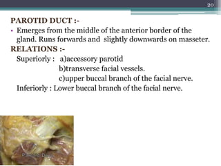 PAROTID DUCT :-
• Emerges from the middle of the anterior border of the
gland. Runs forwards and slightly downwards on masseter.
RELATIONS :-
Superiorly : a)accessory parotid
b)transverse facial vessels.
c)upper buccal branch of the facial nerve.
Inferiorly : Lower buccal branch of the facial nerve.
20
 