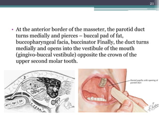 • At the anterior border of the masseter, the parotid duct
turns medially and pierces – buccal pad of fat,
buccopharyngeal facia, buccinator Finally, the duct turns
medially and opens into the vestibule of the mouth
(gingivo-buccal vestibule) opposite the crown of the
upper second molar tooth.
21
 