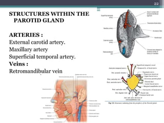 STRUCTURES WITHIN THE
PAROTID GLAND
ARTERIES :
External carotid artery.
Maxillary artery
Superficial temporal artery.
Veins :
Retromandibular vein
22
 
