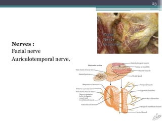 Nerves :
Facial nerve
Auriculotemporal nerve.
23
 