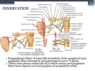 1. Pregangliionic fibres  from ISN of medulla otic ganglion post
ganglionic fibres through auriculotemporal nerve  gland
2. Fibres from plexus around the ECA which convey post ganglionic
fibres from superior cervical ganglion of sympathetic trunk
25
INNERVATION
 