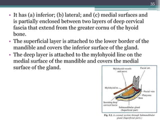 • It has (a) inferior; (b) lateral; and (c) medial surfaces and
is partially enclosed between two layers of deep cervical
fascia that extend from the greater cornu of the hyoid
bone.
• The superficial layer is attached to the lower border of the
mandible and covers the inferior surface of the gland.
• The deep layer is attached to the mylohyoid line on the
medial surface of the mandible and covers the medial
surface of the gland.
35
 
