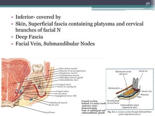 • Inferior- covered by
• Skin, Superficial fascia containing platysma and cervical
branches of facial N
• Deep Fascia
• Facial Vein, Submandibular Nodes
36
 