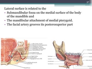 Lateral surface is related to the
• Submandibular fossa on the medial surface of the body
of the mandible and
• The mandibular attachment of medial pterygoid.
• The facial artery grooves its posterosuperior part
37
 