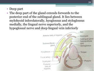 • Deep part
• The deep part of the gland extends forwards to the
posterior end of the sublingual gland. It lies between
mylohyoid inferolaterally, hyoglossus and styloglossus
medially, the lingual nerve superiorly, and the
hypoglossal nerve and deep lingual vein inferiorly
39
 