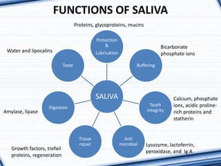 FUNCTIONS OF SALIVA
SALIVA
Protection
&
Lubrication
Buffering
Tooth
integrity
Anti
microbial
Tissue
repair
Digestion
Taste
4
Bicarbonate
phosphate ions
Proteins, glycoproteins, mucins
Calcium, phosphate
ions, acidic proline-
rich proteins and
statherin
Lysozyme, lactoferrin,
peroxidase, and Ig A
Amylase, lipase
Growth factors, trefoil
proteins, regeneration
Water and lipocalins
 