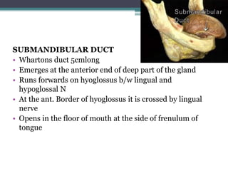 SUBMANDIBULAR DUCT
• Whartons duct 5cmlong
• Emerges at the anterior end of deep part of the gland
• Runs forwards on hyoglossus b/w lingual and
hypoglossal N
• At the ant. Border of hyoglossus it is crossed by lingual
nerve
• Opens in the floor of mouth at the side of frenulum of
tongue
40
 