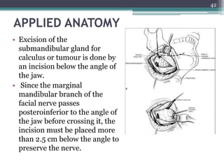 APPLIED ANATOMY
• Excision of the
submandibular gland for
calculus or tumour is done by
an incision below the angle of
the jaw.
• Since the marginal
mandibular branch of the
facial nerve passes
posteroinferior to the angle of
the jaw before crossing it, the
incision must be placed more
than 2.5 cm below the angle to
preserve the nerve.
42
 